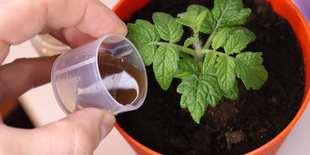 Волшебная таблетка для рассады: верните к жизни даже погибающие ростки