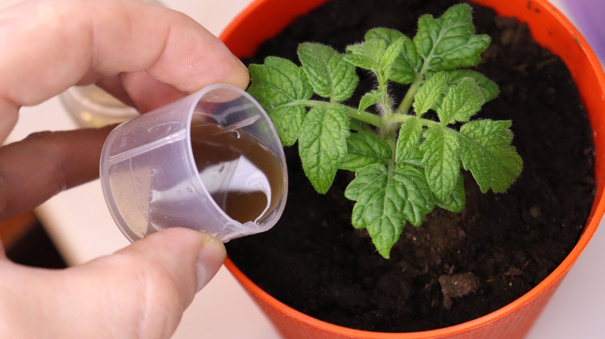 Подкормка рассады