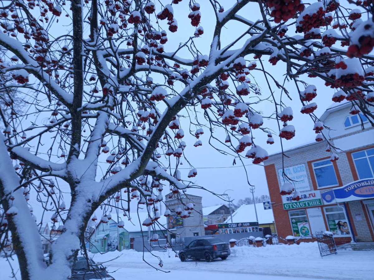 Заснеженная рябина