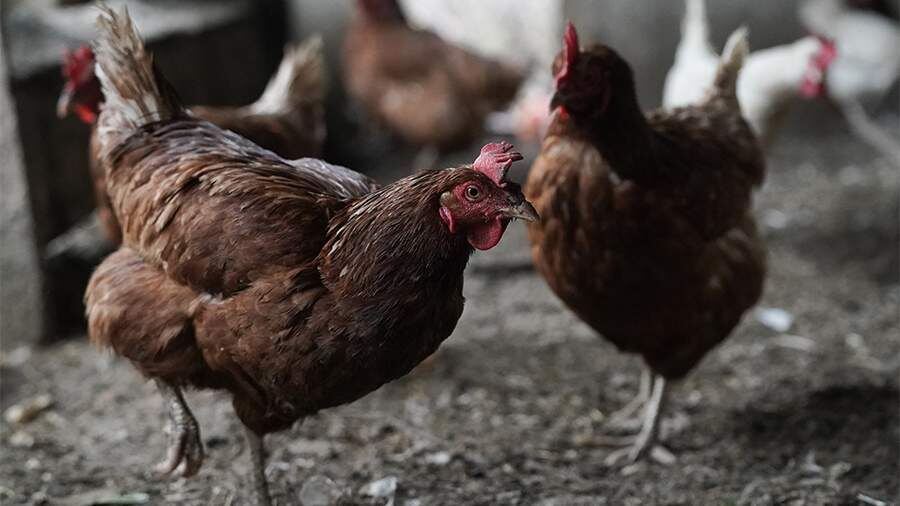    Фото: ИЗВЕСТИЯ/Эдуард Корниенко