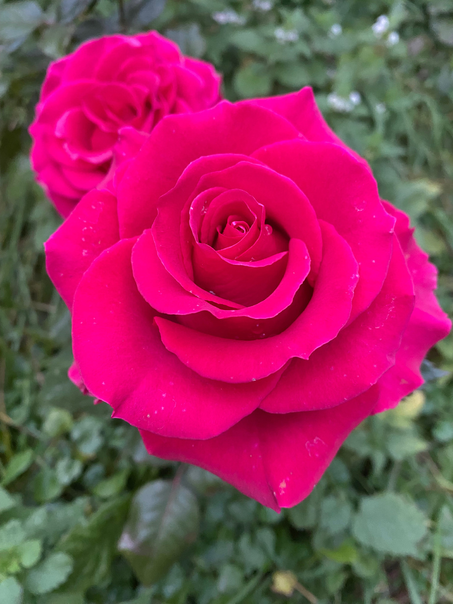 Эта роза зацвела вместо розы из серии Пиано (совсем другая форма цветка), предположительно это Gotcha, фото автора