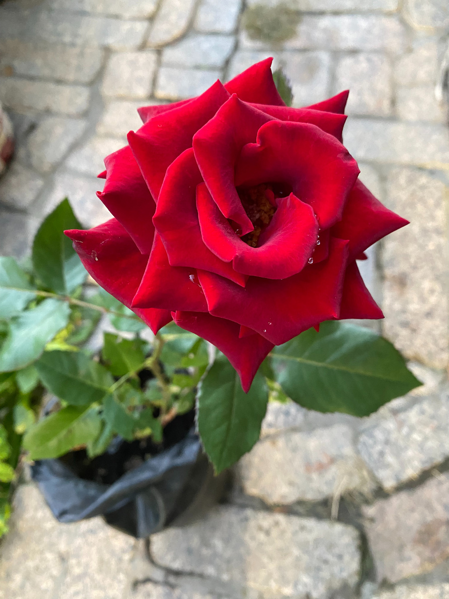 А эта роза пришла вместо розы Литтл Буккаро, как вариант - похожа на Блек Буккаро, фото автора