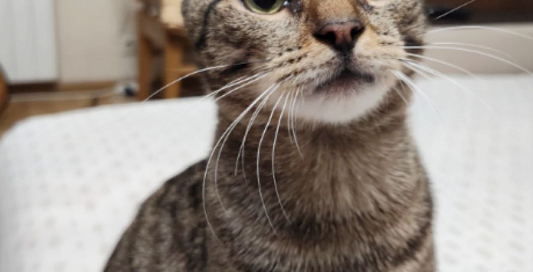 Жизнерадостному котофею Тихону очень хочется домой!