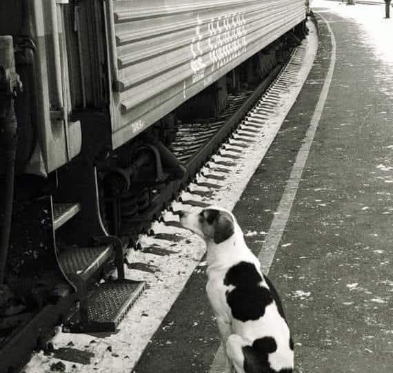 Необычный памятник Собаке!!!