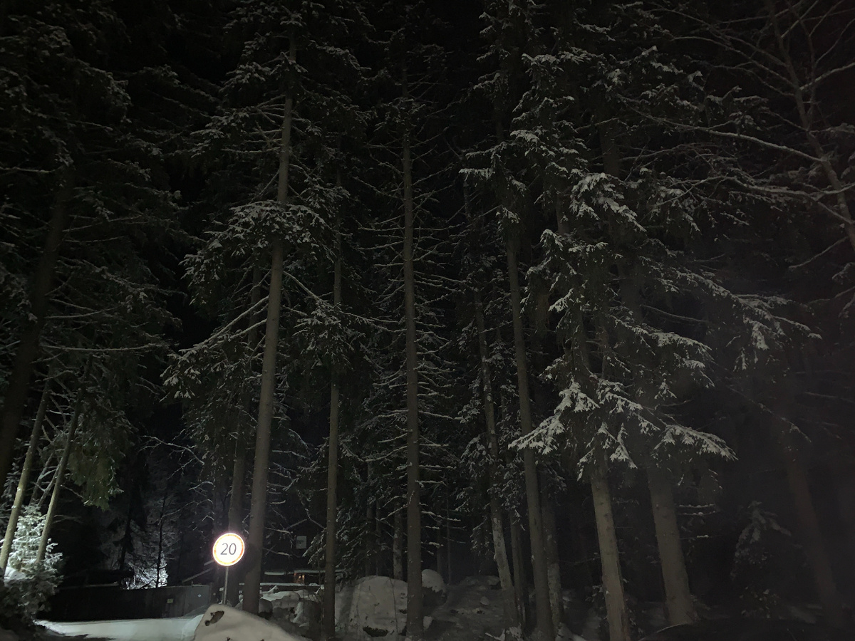 лес на берегу Гвардейского озера