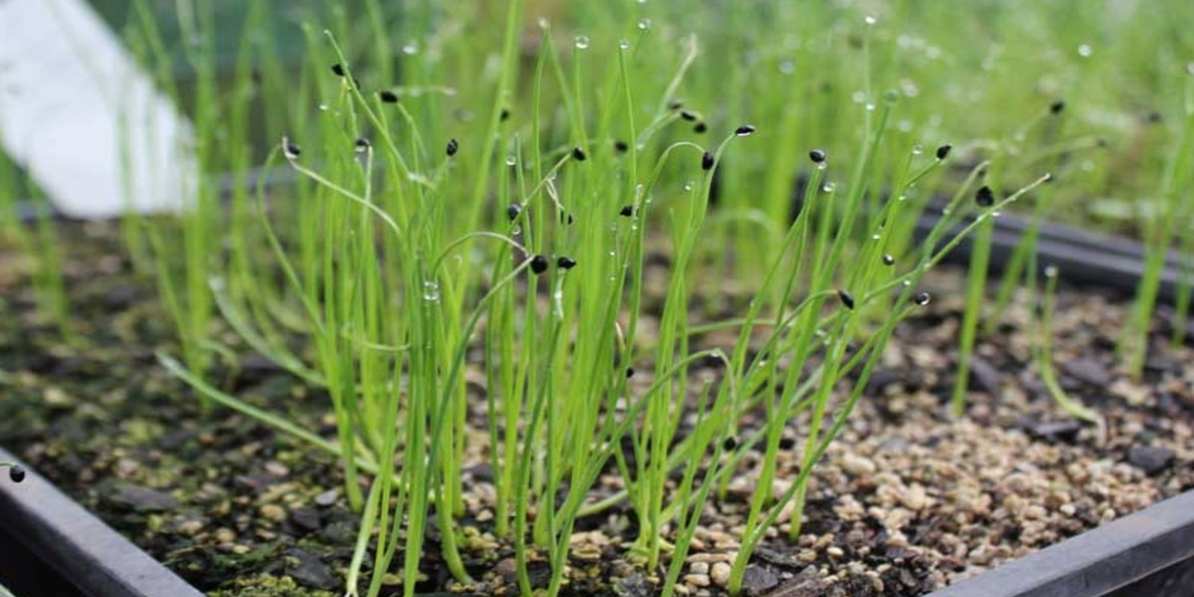 Что посеять в январе? Овощи, которые пора сеять на рассаду в январе