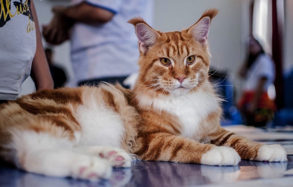    Четыре российские кошки названы лучшими в мире в категории «ветераны» GLOBAL LOOK PRESS