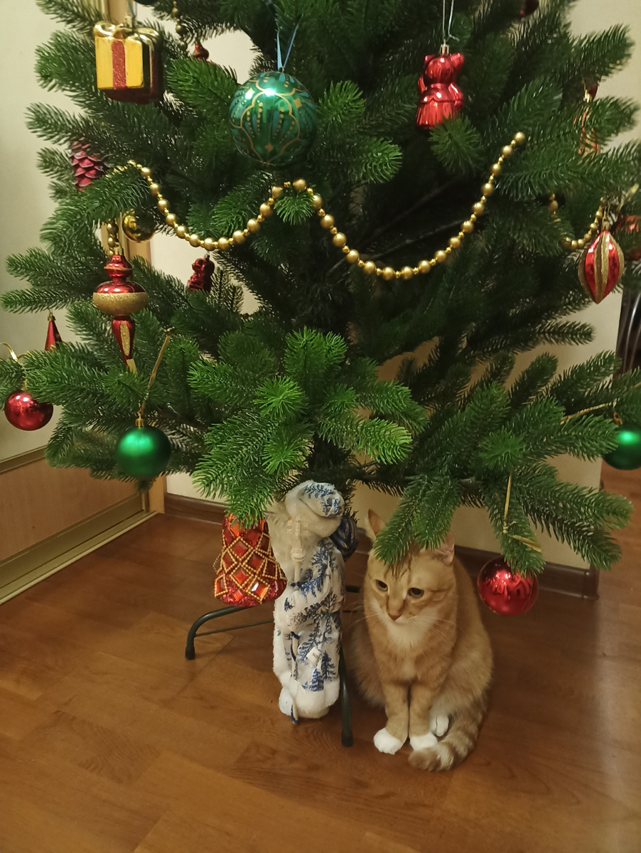 Вася вчера ёлку сторожил от Тасиных набегов!)) 