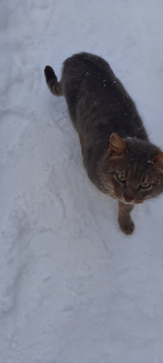 Кот очень красивый, да. Поэтому я его и сфоткала.