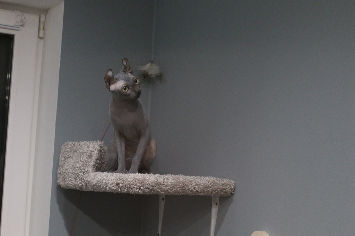 «Хм, да тут метра два... Это вам не спинка стула» (с) Эль