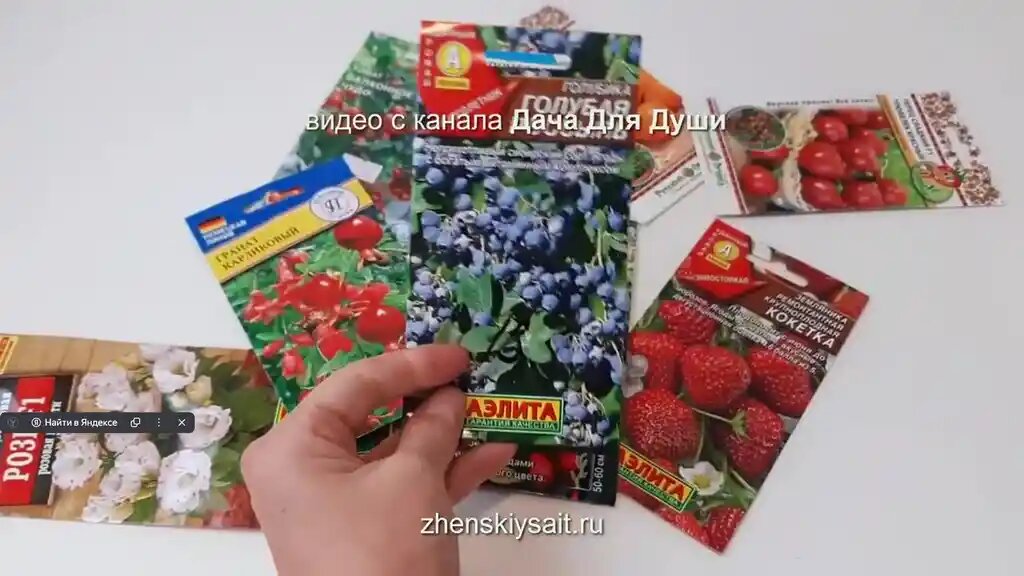 Пачка семян голубики