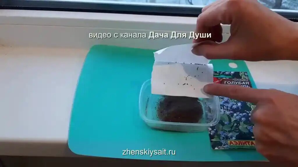 Посадка голубики в песок для стратификации