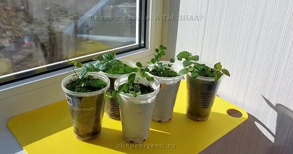 Голубика из семян