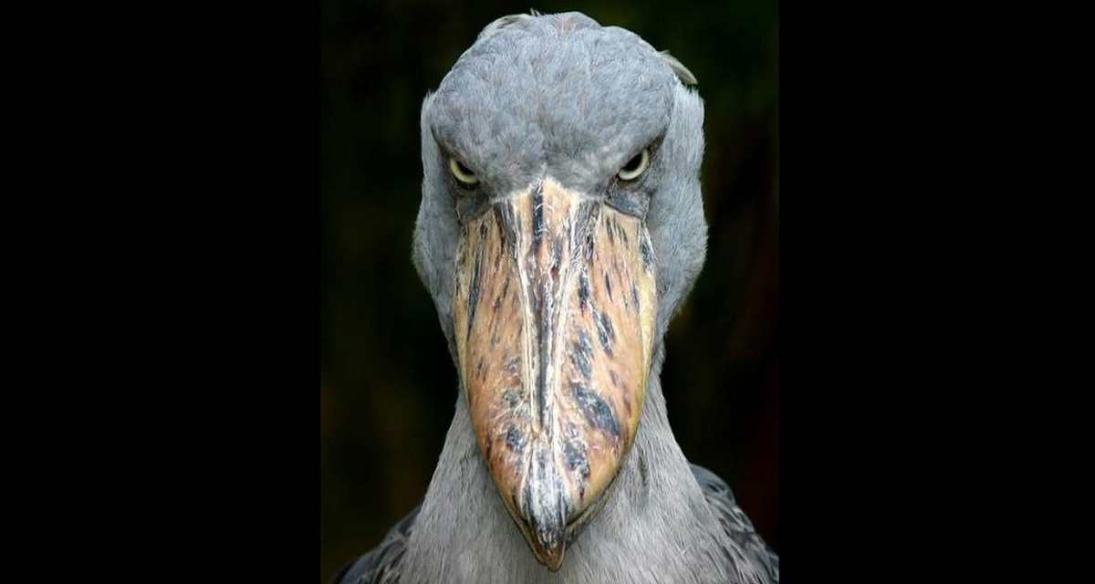 The shoebill 
