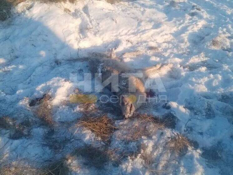     фото tg-канал "Чита Сегодня"