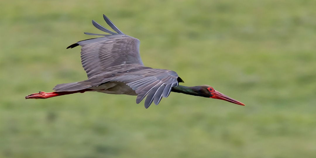 Чёрного аиста мало кто видел. Где же он скрывается в России
