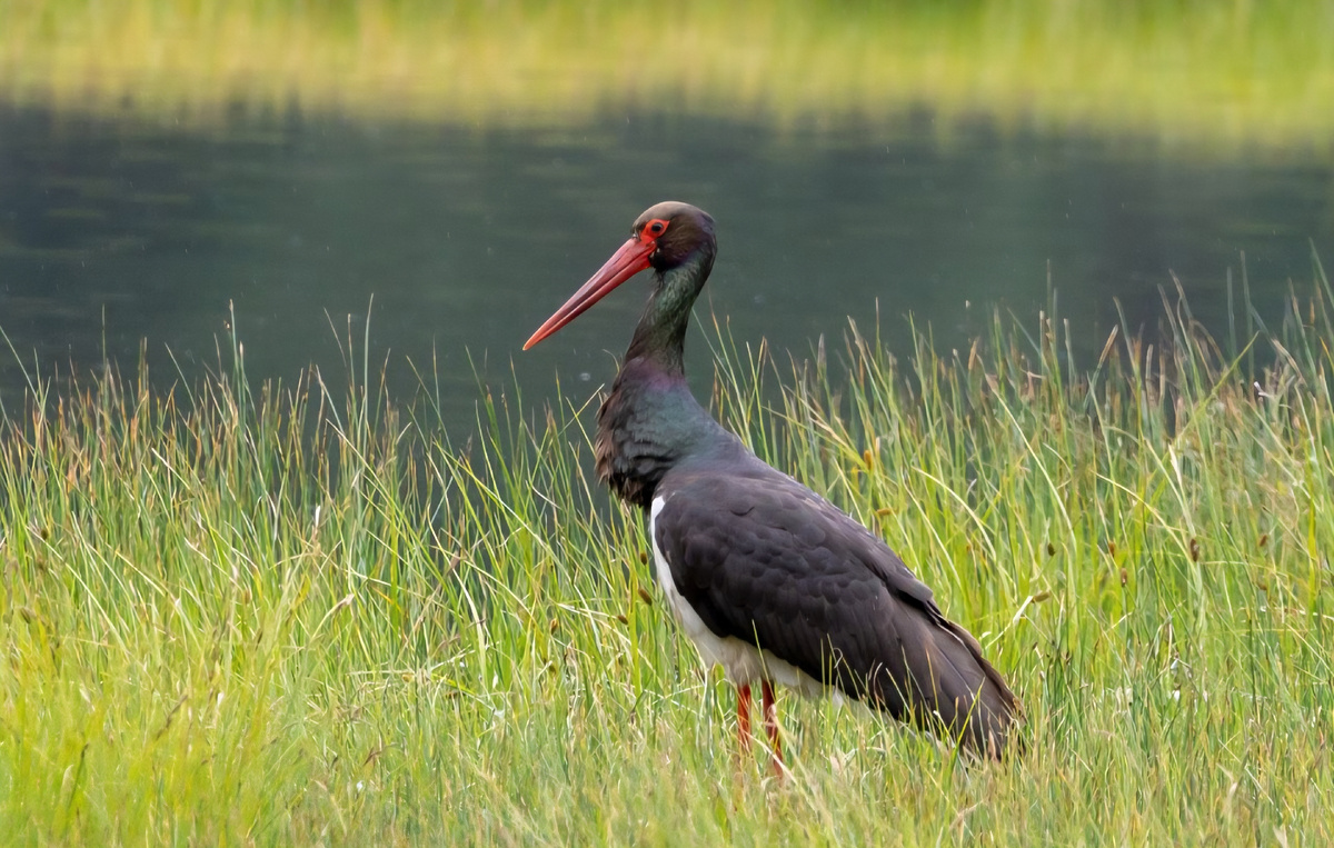 Чёрный аист в Сайлюгемском национальном парке на Алтае. Автор фото: Сергей Кошин