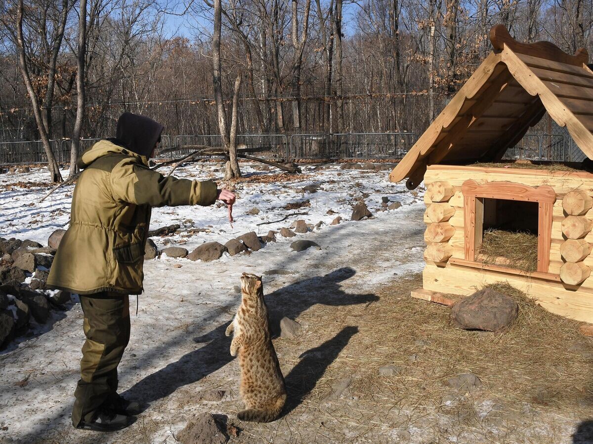    Сотрудник сафари-парка кормит дальневосточного лесного кота | © РИА Новости / Виталий Аньков