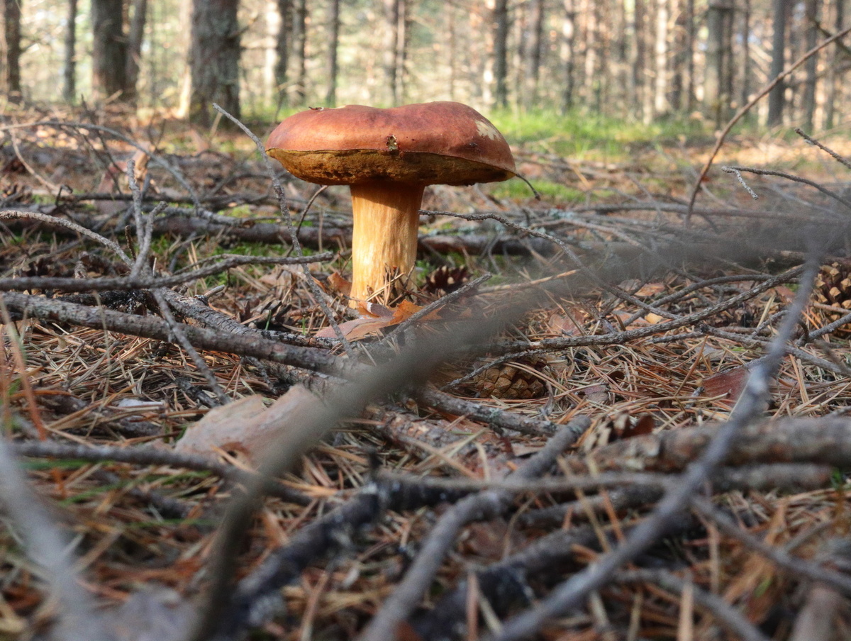 серия фото автора