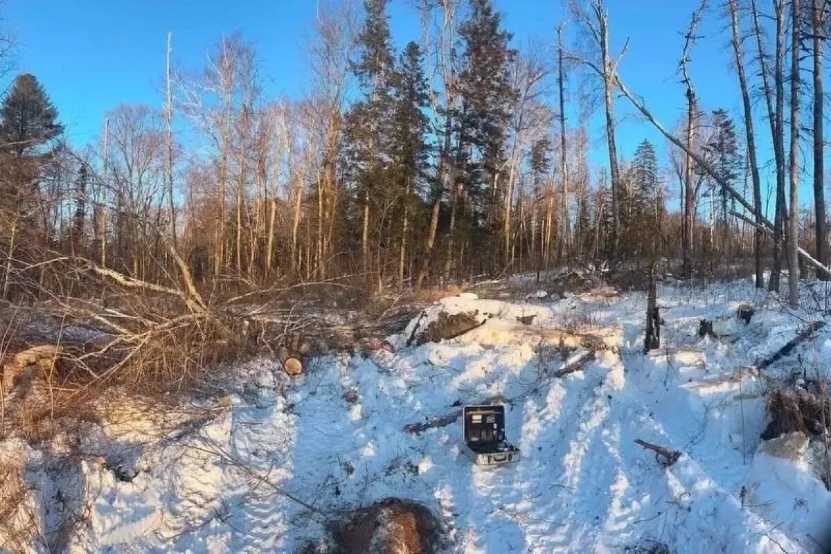    В ЕАО берёза упала на лесоруба-браконьера и придавила его насмерть