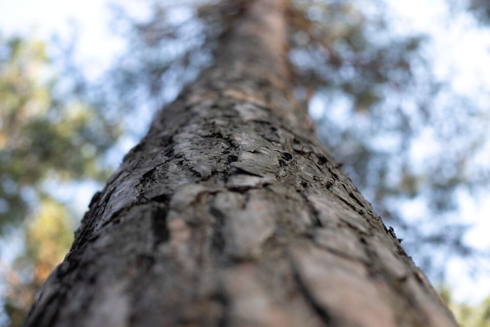    Лес. Деревья. Источник: Анна Меньшикова