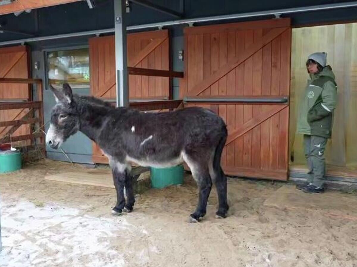    Ослик Жорик в Московском зоопарке. Кадр видео | © Московский зоопарк