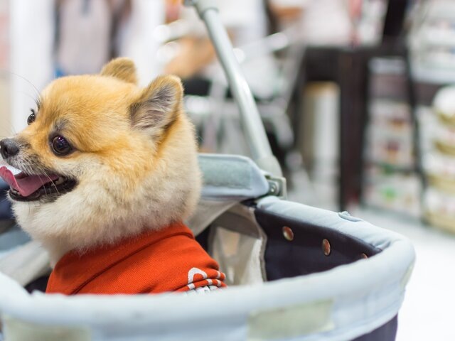    Фото: depositphotos/PongMoji