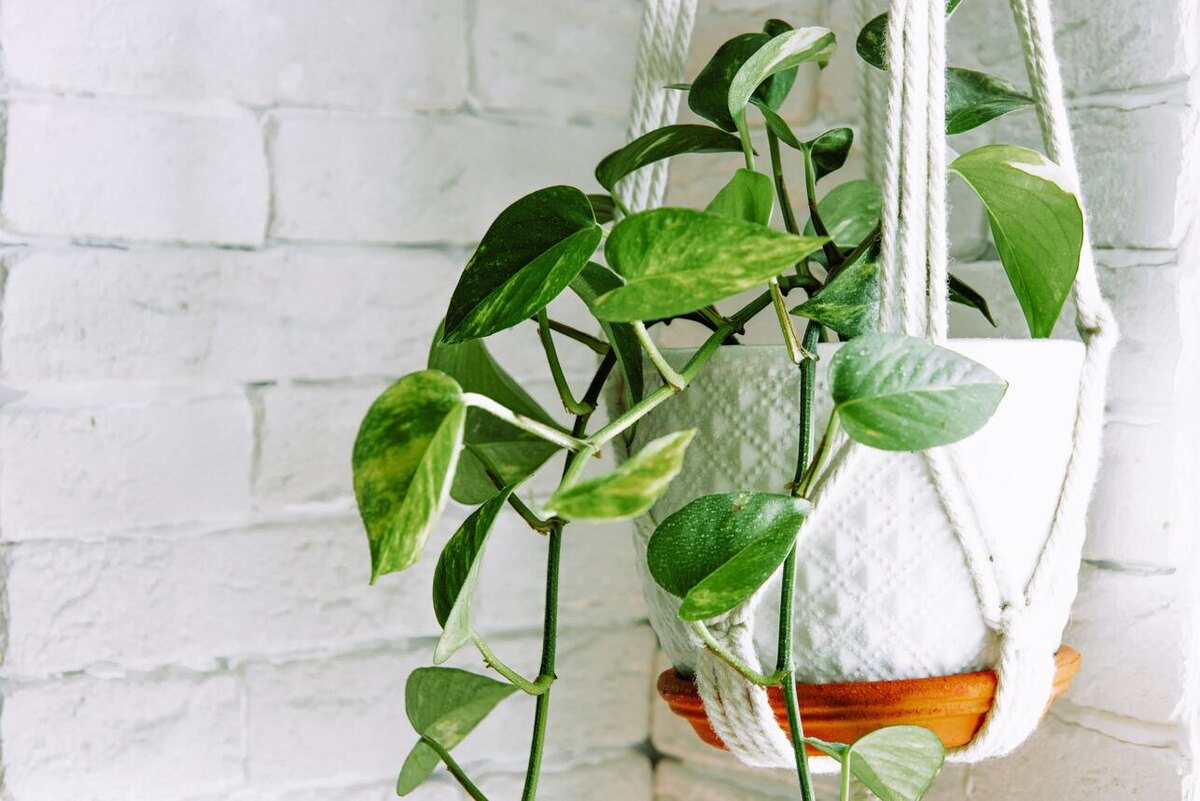    Потос - одно из растений, выживающих в воде 123RF/legion-media.ru