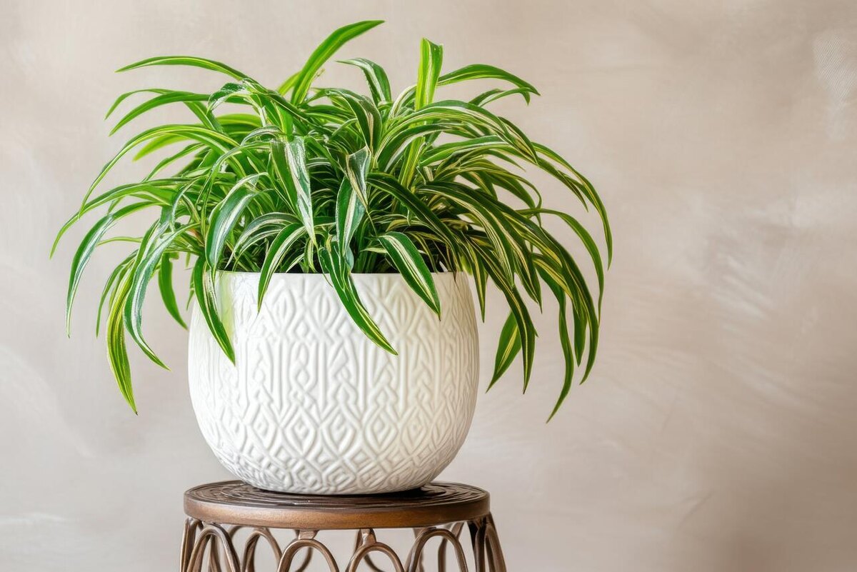    Хлорофитум 123RF/legion-media.ru