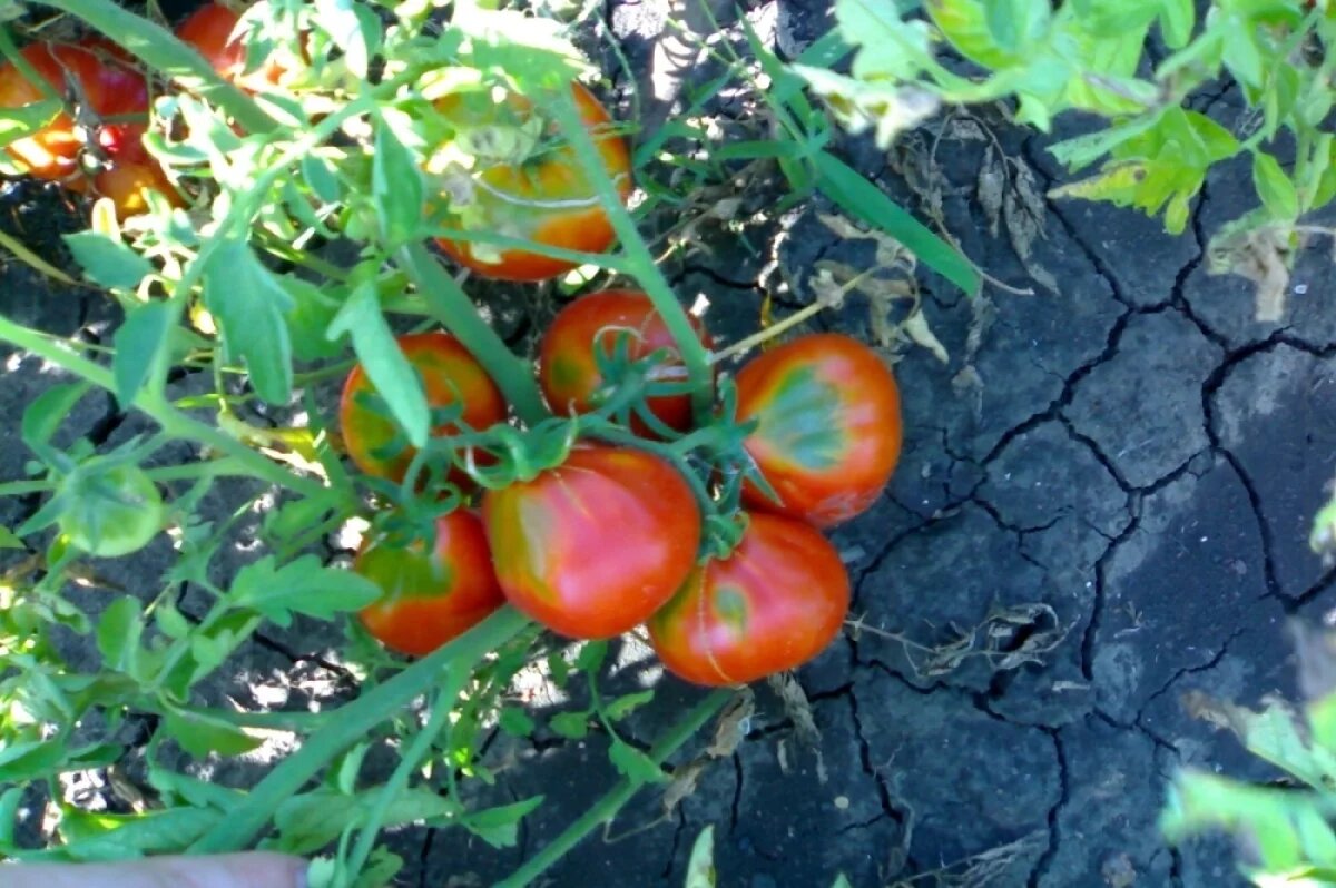    Томаты сорта «Японский трюфель красный».