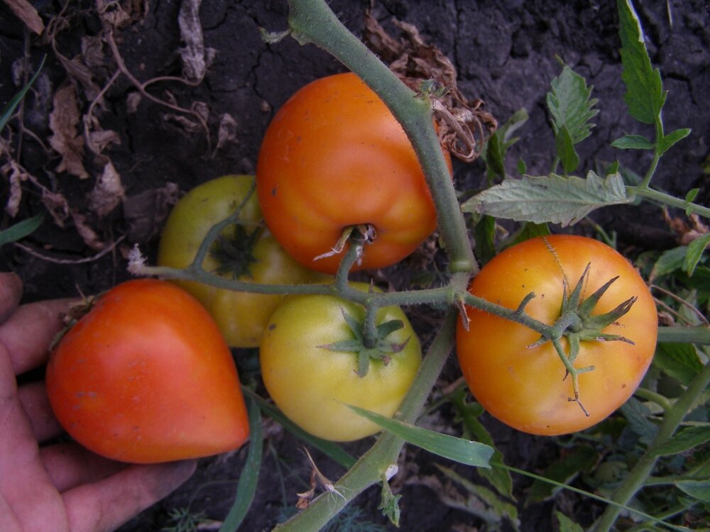    Буденовка. Фото: Денис Терентьев