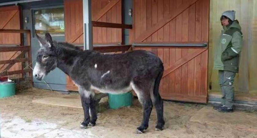    Ослик Жорик в Московском зоопарке. Кадр видео | © Московский зоопарк