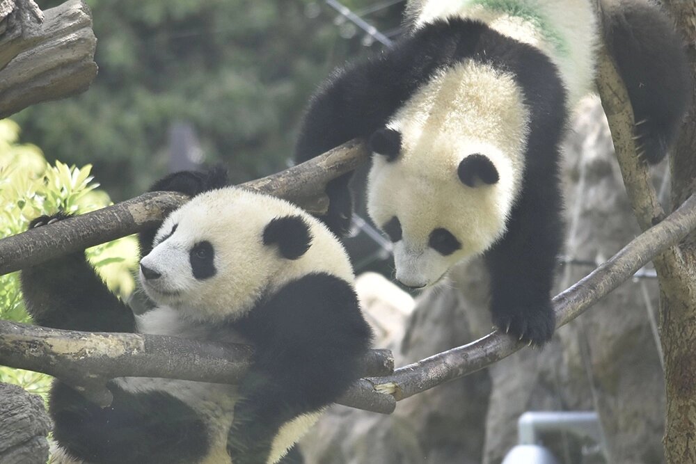    Две панды, арендованные у Китая, — Сяо-Сяо и Лей-Лей. Кадр видео
