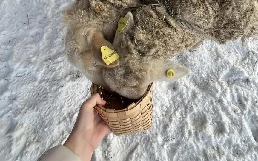    В Удмуртии продолжается учет сельхозживотных