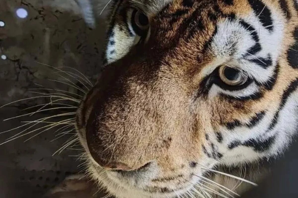    Опасная тигрица с травмой лапы поймана в районе Долми в Хабаровском крае