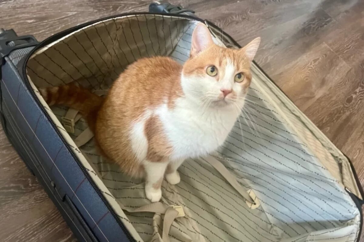    Собаки и кошки из Новосибирска улетели за границу на новогодние каникулы