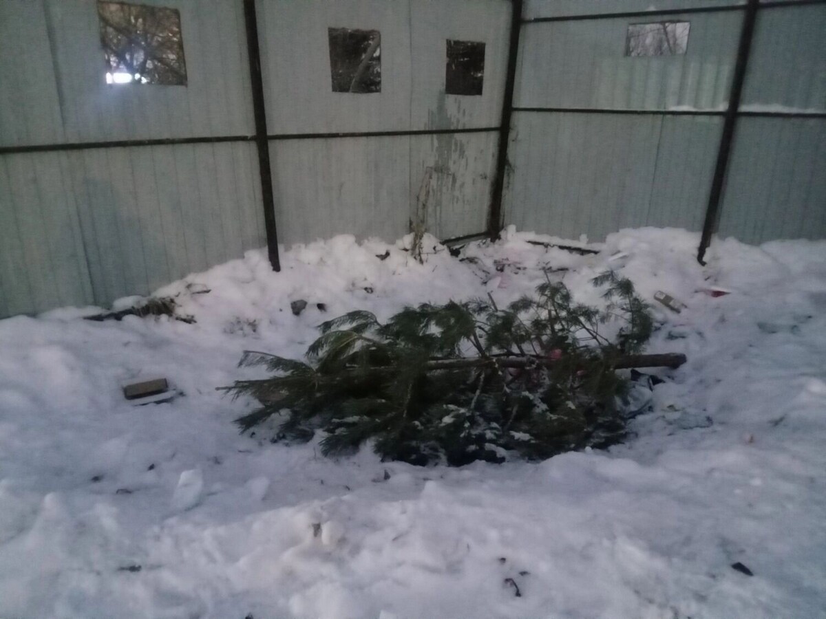    Пример правильного способа утилизации елок   gorod55.ru