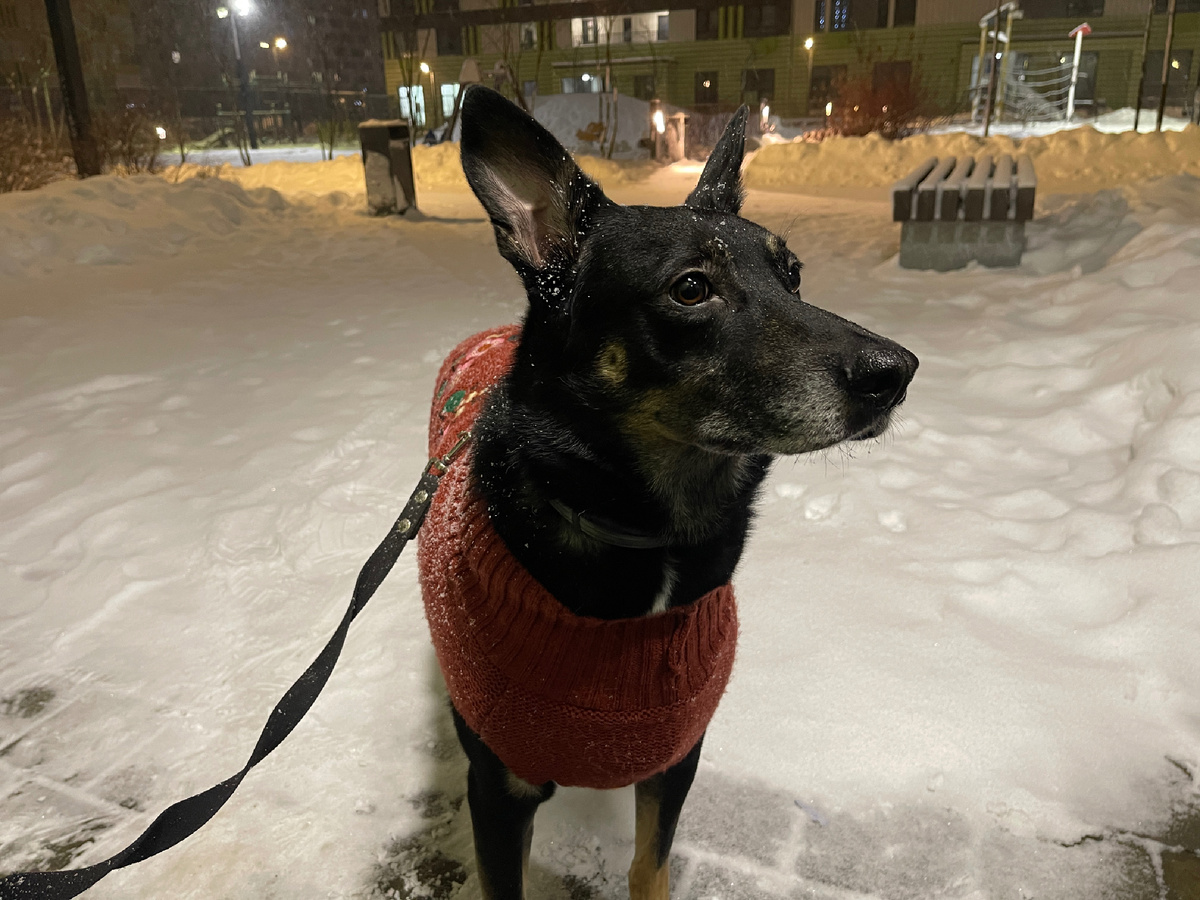Правда, сейчас, из-за большого количества снега, мне, например, бывает проблематично ходить в туалет по большому 🥲 Пойди и найди, называется, нормальное комфортное место для этого дела...