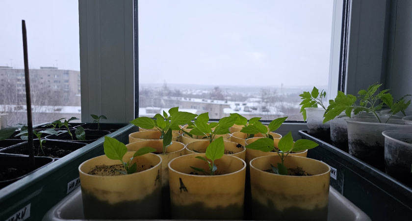    Фото prochepetsk