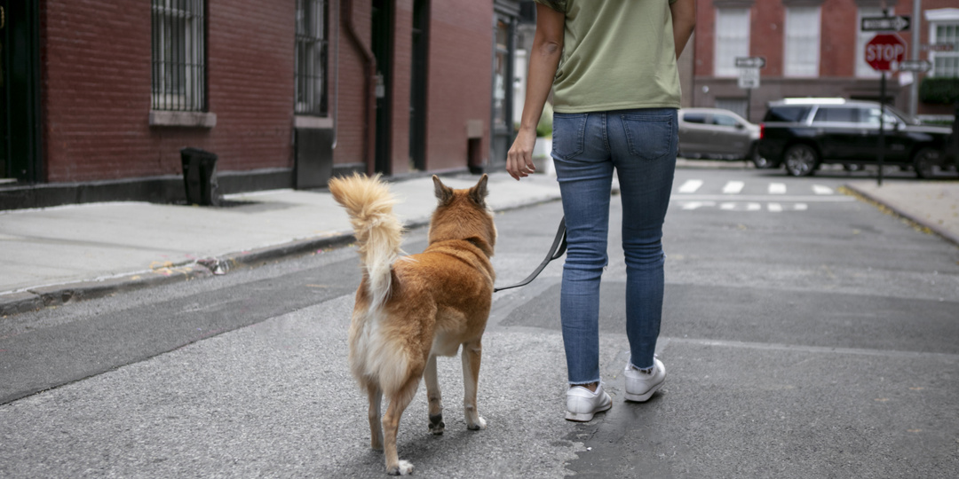 «Привезли собаку в город, она боится гулять. Что делать?»