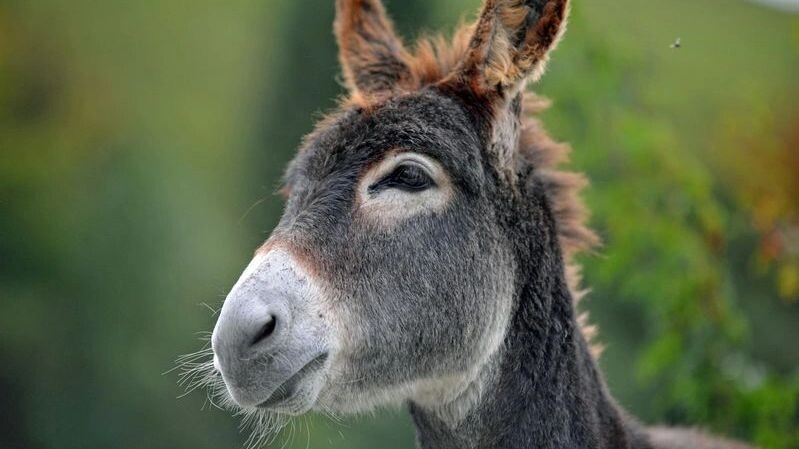    Фото: shutternelke/Shutterstock/Fotodom