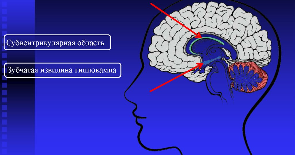 Пребывание в Антарктиде в течение 14 месяцев привело к уменьшению объёма мозга у полярников
