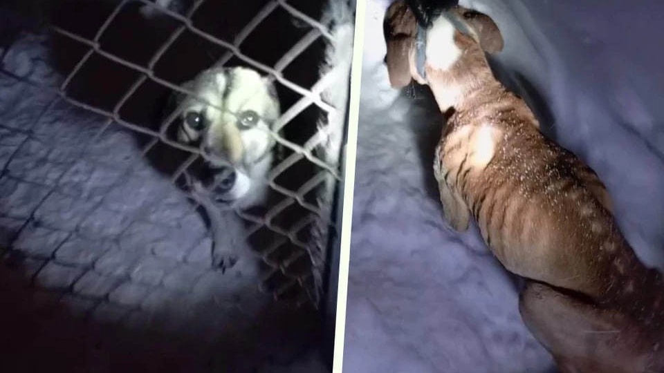 В Перми проверяют приют после сообщений о жестоком обращении с животными