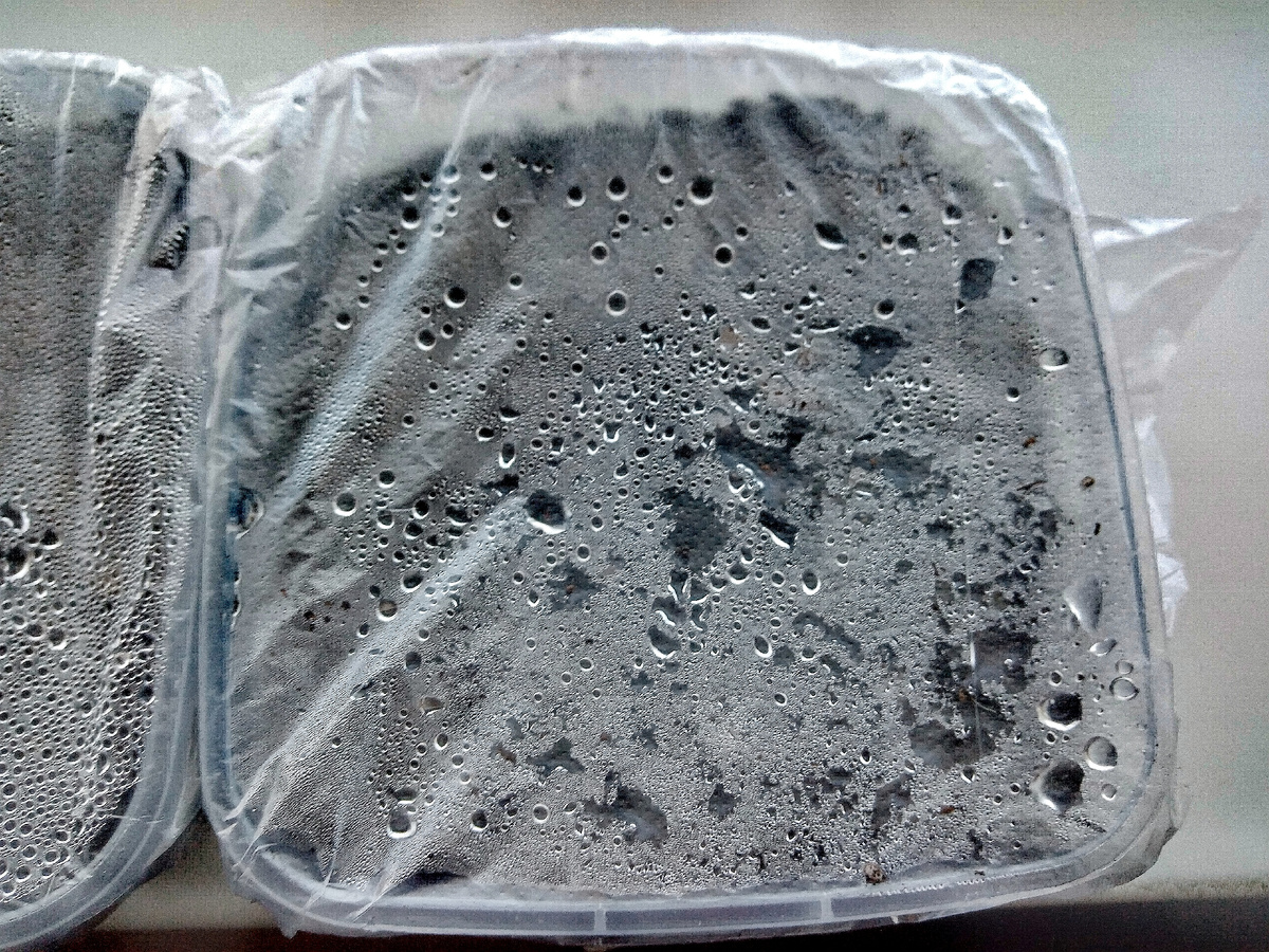 Фото автора от 17 января.