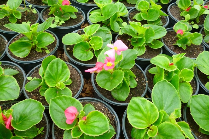 Бегония. Яндекс. Картинки