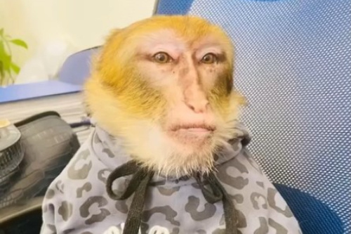    Фото и видео: Управление ветеринарии города Новосибирска