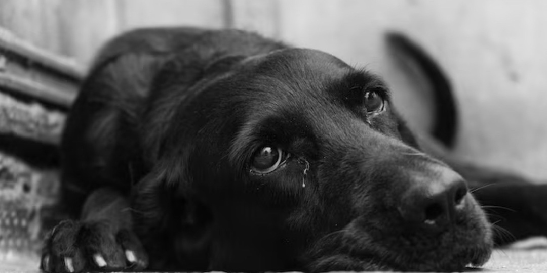 Мёртвые и измученные собаки: оставшихся животных спасли из пермского приюта