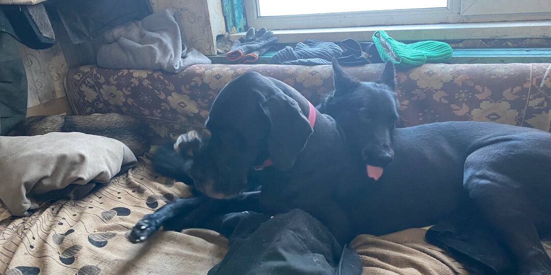 Благодарим и снова просим.