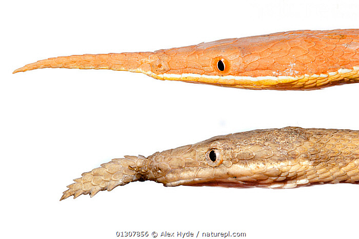 Змея Пиноккио: всё о содержании мадагаскарского листоносого ужа (Langaha madagascariensis)