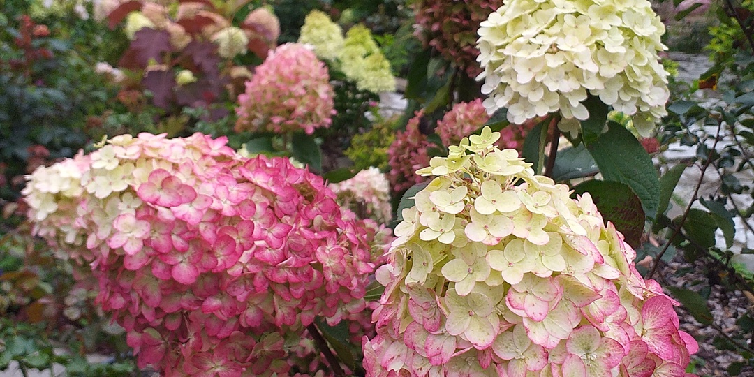 ГОРТЕНЗИИ В КОНТЕЙНЕРАХ, уход, сорта